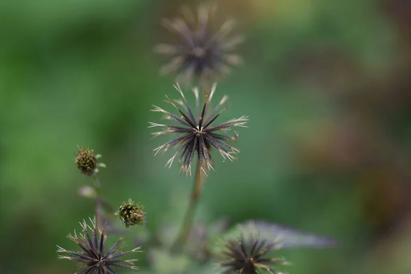 Bidens Pilosa Kıllı Dilenci Keneler Achenes Sarı Boru Çiçekleri Eylül — Stok fotoğraf