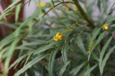 Berberis fortune (Mahonia fortune) çiçekleri. Berberidaceae her zaman yeşil çalı. Sarı çiçekler sonbaharda açar ve ilkbaharda olgunlaşan böğürtlenler reçel gibi malzemeler olarak kullanılır..