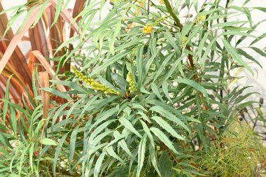 Berberis fortune (Mahonia fortune) çiçekleri. Berberidaceae her zaman yeşil çalı. Sarı çiçekler sonbaharda açar ve ilkbaharda olgunlaşan böğürtlenler reçel gibi malzemeler olarak kullanılır..