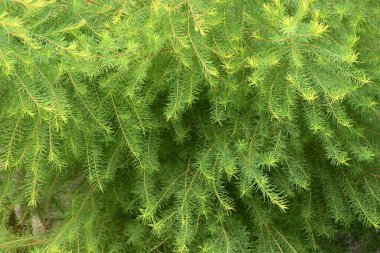 Melaleuca alternifolia (Dar yapraklı kağıt kabuğu çayı ağacı). Myrtaceae Avustralya 'nın yemyeşil ağacı. Yapraklardan elde edilen çay ağacı yağı dezenfeksiyon ve cilt bakımı için kullanılır..