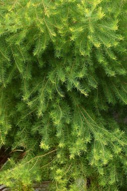 Melaleuca alternifolia (Dar yapraklı kağıt kabuğu çayı ağacı). Myrtaceae Avustralya 'nın yemyeşil ağacı. Yapraklardan elde edilen çay ağacı yağı dezenfeksiyon ve cilt bakımı için kullanılır..