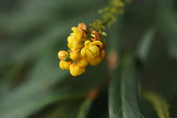 Berberis Fortunei Mahonia Fortunei Kwiaty Berberidaceae Wiecznie Zielony Krzew Żółte — Zdjęcie stockowe