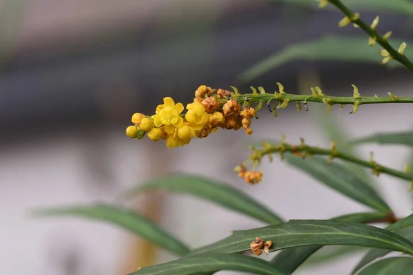 Berberis Fortunei Mahonia Fortunei Цветы Berberidaceae Evergreen Shrub Желтые Цветы — стоковое фото