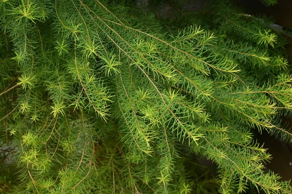 Melaleuca Alternifolia Papeleira Folhas Estreitas Myrtaceae Árvore Perene Nativa Austrália — Fotografia de Stock