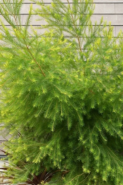 Melaleuca Alternifolia Narrow Leaved Paperbark Tea Tree Myrtaceae Evergreen Boom — Stockfoto