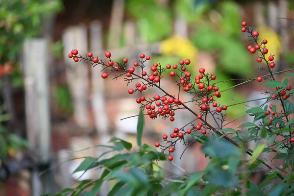 天国の竹 Nandina Domestica の果実 Berberidaceace常緑低木 初夏に多数の白い花を咲かせ 晩秋から初冬に赤朱色の果実をつけます — ストック写真