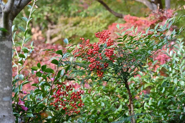 Nandina Domtica 상록수 상록수 관목이다 초여름에 늦가을부터 초겨울까지 열매를 맺는다 — 스톡 사진