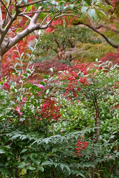 Baies Célestes Bambou Nandina Domestica Berberidaceae Arbuste Feuilles Persistantes Beaucoup — Photo