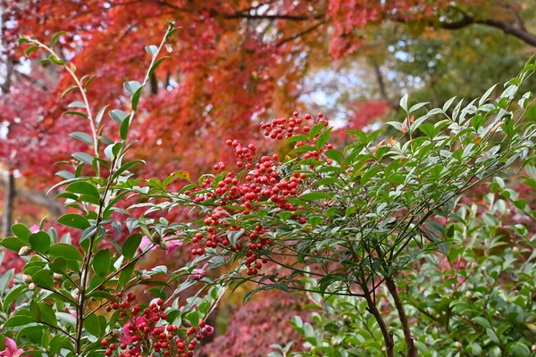 Nandina Domtica 상록수 상록수 관목이다 초여름에 늦가을부터 초겨울까지 열매를 맺는다 — 스톡 사진