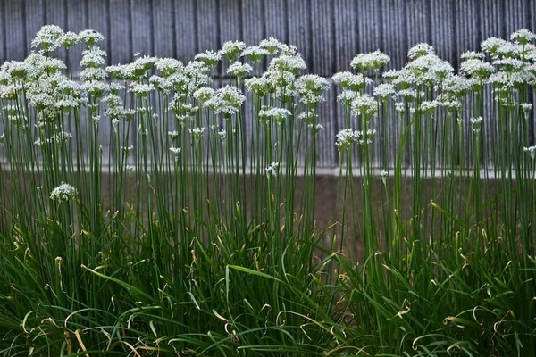 Chinese Bieslook Bloemen Veel Stervormige Witte Bloemen Bloeien Van Ronde — Stockfoto