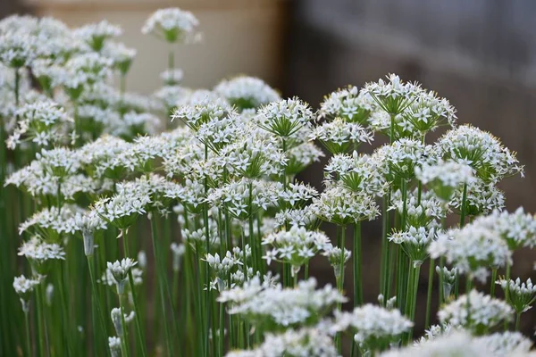 Chinesischer Schnittlauch Viele Sternförmige Weiße Blüten Blühen Von August Bis — Stockfoto
