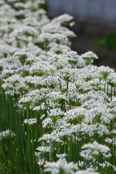 Chinese Bieslook Bloemen Veel Stervormige Witte Bloemen Bloeien Van Ronde — Stockfoto