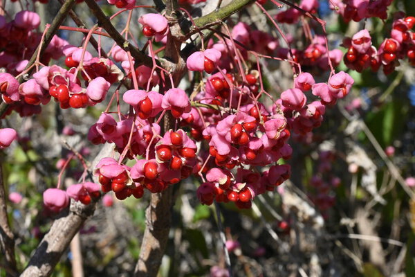  Japanese spindle tree berries. Celastraceae dioecious deciduous shrub. Light green flowers bloom in early summer, berries ripen in autumn and produce 4 red seeds.