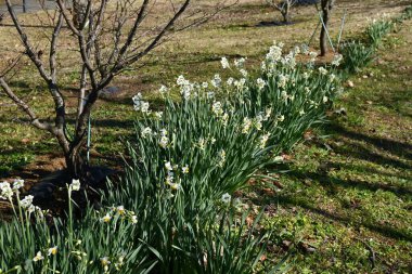Narcissus çiçekleri. Amarillidaceae daimi bitkileri. Beyaz ya da sarı çiçekler kıştan bahara kadar açar..