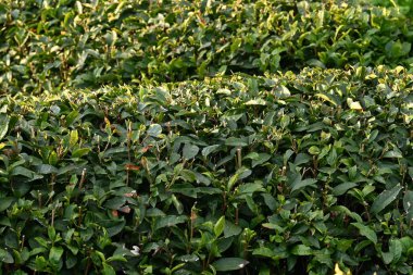 Çay bitkisi yetiştiriciliği. Yeşil çay ya da siyah çay yapmak için yapraklar toplanır ve kurutulur..
