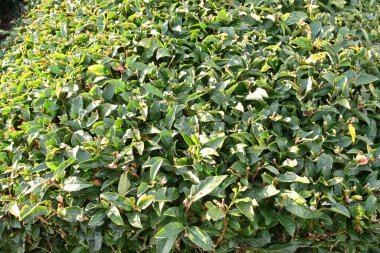 Çay bitkisi yetiştiriciliği. Yeşil çay ya da siyah çay yapmak için yapraklar toplanır ve kurutulur..