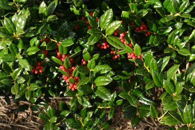 Çin kutsal meyveleri. Aquifoliaceae dioecious Evergreen ağacı. Meyveler Aralık ayı civarında olgunlaşır.