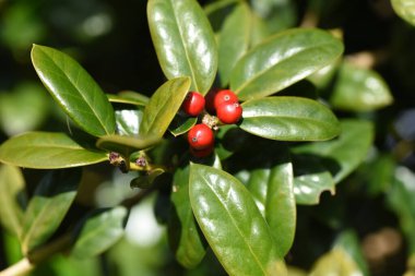 Çin kutsal meyveleri. Aquifoliaceae dioecious Evergreen ağacı. Meyveler Aralık ayı civarında olgunlaşır.