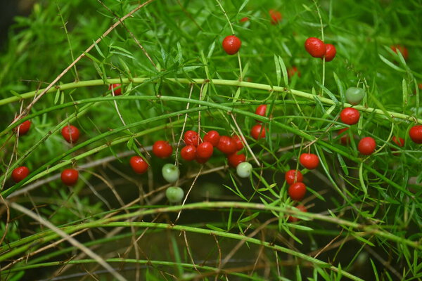  Asparagus berries. Asparagaceae dioecious perennial plants.