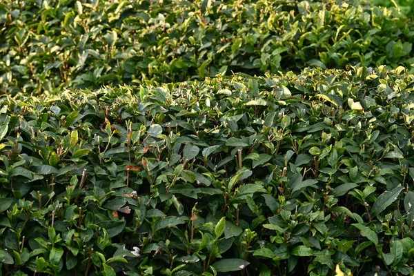 Pěstování Čajovníku Listy Sbírají Suší Aby Zelený Čaj Nebo Černý — Stock fotografie