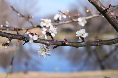 Erken çiçek açan Japon kayısı (Ume) tomurcukları ve çiçekleri Aralık ayında, Japonya.