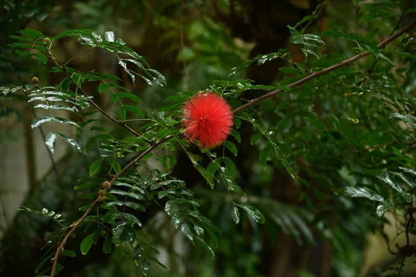 Red powder-puff ( Calliandrahaematocephala ) blossoms. Fabaceae evergreen shrub native to South America.