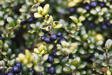  Irex crenata 'Convexa' (Mametsuge Holly) ağaç yaprakları ve meyveleri. Aquifoliaceae Her zaman yeşil çalı.