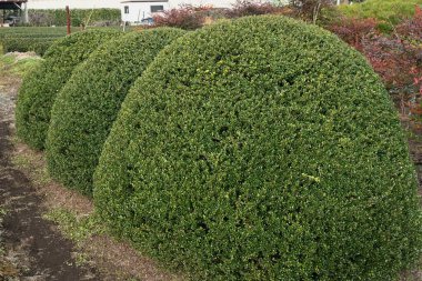  Irex crenata 'Convexa' (Mametsuge Holly) ağaç yaprakları ve meyveleri. Aquifoliaceae Her zaman yeşil çalı.