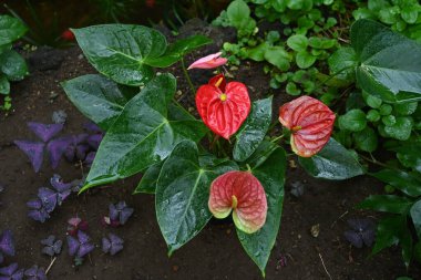 Anthurium andreanum (Alevli zambak) çiçekler. Araceae bitkileri tropikal Amerika 'ya özgüdür. Kırmızı kalp şeklindeki tomurcuklar ve çiçekler çubuk şeklindedir..