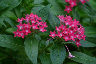 Pentas lanceolata (Mısır yıldız kümesi) çiçekleri. Rubiaceae tropikal Afrika 'ya özgü yemyeşil bir çalı..