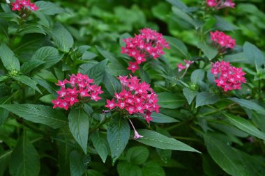 Pentas lanceolata (Mısır yıldız kümesi) çiçekleri. Rubiaceae tropikal Afrika 'ya özgü yemyeşil bir çalı..