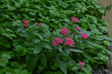 Pentas lanceolata (Mısır yıldız kümesi) çiçekleri. Rubiaceae tropikal Afrika 'ya özgü yemyeşil bir çalı..