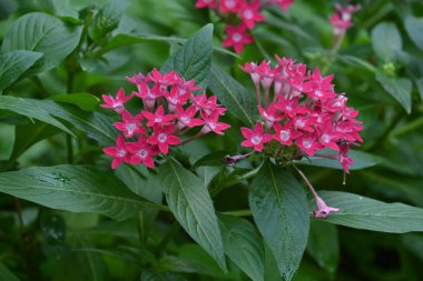 Pentas lanceolata (Mısır yıldız kümesi) çiçekleri. Rubiaceae tropikal Afrika 'ya özgü yemyeşil bir çalı..