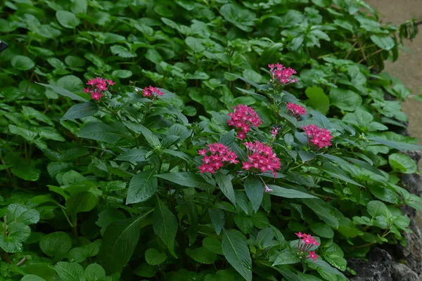 stock image Pentas lanceolata ( Egyptian starcluster ) flowers. Rubiaceae evergreen shrub native to tropical Africa.