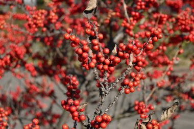 Japon böğürtlenleri (Ilex serrata). Aquifoliaceae yaprak döken çalı. Yazın başında soluk mor çiçekler açar ve sonbahardan kışa kadar kırmızı böğürtlenler olgunlaşır.