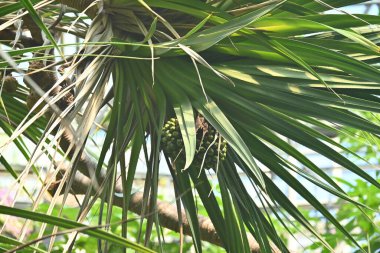  Pandanus utilis (yaygın vida çamı). Pandanaceae dioecious tropikal yemyeşil ağacı Madagaskar 'a özgüdür. Ananas benzeri meyve olgunlaştığında sarımsı kırmızıdır..