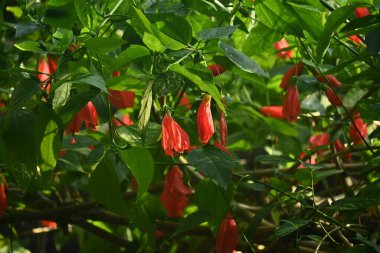Uyuyan amber çiçekleri. Malbaceae tropikal Amerika 'nın yemyeşil çalısı.