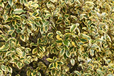Elaeagnus pungens 'Gilt Edge'. Japonya 'ya özgü Elaeagnaceae daima yeşil çalı.