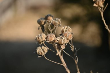 Pamuk Rosemallow tohumları. Malvaceae yaprak döken çalı. Çiçek açma mevsimi Temmuz 'dan Ekim' e kadar. Meyve bir kapsül, kıllarla kaplı ve çok sayıda tohumu var..