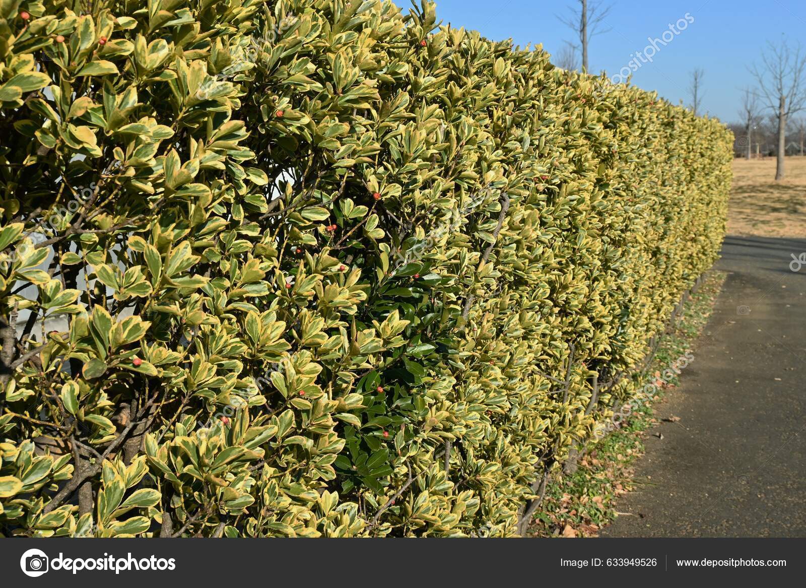 各种不同的叶子日本菠菜树篱和浆果芹菜科常绿灌木许多小花在夏天开花而浆果在秋天成熟并在冬眠时结出橙红色的种子——