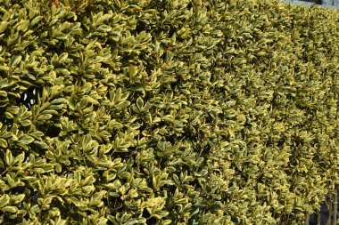 Çeşit çeşit yapraklı Japon Milli Ağaç Çiti ve Çilekleri. Celastraceae her zaman yeşil çalı. Birçok çiçek yazın açar ve böğürtlenler sonbaharda olgunlaşır ve portakal kırmızısı tohumlar üretir..