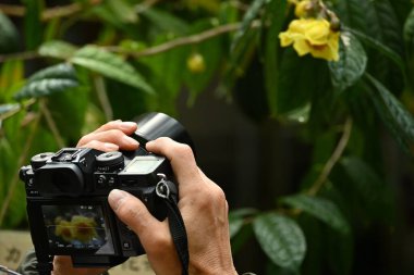 Sarı kamelya (Camellia chrysantha) çiçekleri. Theaceae Çin ve Vietnam 'a özgüdür..