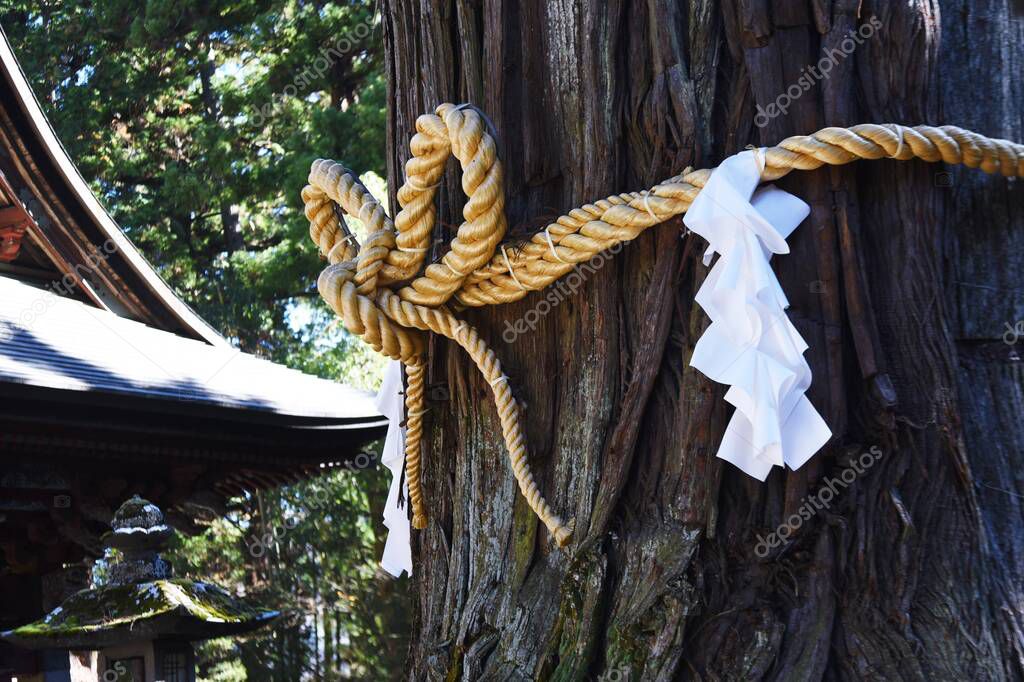 'Shimenawa' ( Shinto straw festoon ) in the japanese shrine. Shimenawa consists of a ricestraw