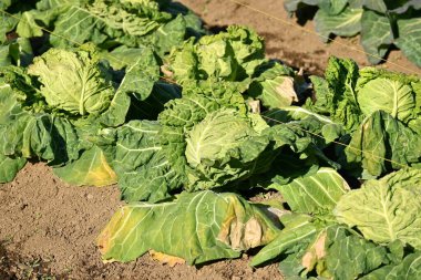 Cabbage cultivation. Brassicaceae vegetables rich in vitamin C and vitamin U are used in salads, stews, and stir-fries.