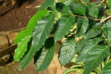 Coffee tree leaves Rubiaceae tropical plants. It has evergreen glossy leaves and bright red berries. It is a commercial crop that is the raw material of coffee.