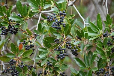 Yeddo hawthorn ( Rhaphiolepis indica ) berries. Rosaceae evergreen shrub. Grows in coastal areas, white flowers bloom in early summer, and berries ripen to purple-black in autumn.