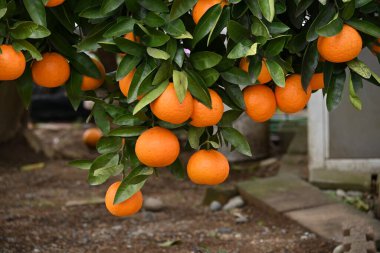 Japanese citrus called 'Iyokan' ( Citrus Iyo ) Harvest. A type of tangor grown mainly in Ehime Prefecture, Japan.