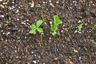 Peas cultivation in the vegetable garden. Since peas are cold-tolerant plants, they are sown in autumn, allowed to overwinter, and harvested the following spring.