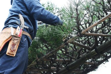 Scene of pruning black pine. Pruning is an essential task to remove old leaves, shape the tree, and improve sunlight and ventilation.