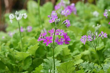 Japanese primrose flowers. Primulaceae perennial plants. Pink or white flowers bloom from April to May.